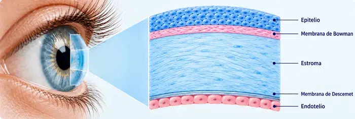 cornea_capas_anatomia_epitelio_estroma_ocumed_queretaro_700x236 Ilustración de las cinco capas de la córnea junto a un ojo azul: epitelio, membrana de Bowman, estroma, membrana de Descemet y endotelio.